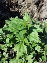 Attēlu rezultāti vaicājumam “Chenopodium rubrum leaf”