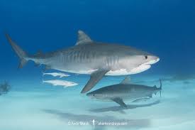 Image result for Galeocerdo cuvier