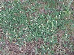 Attēlu rezultāti vaicājumam “Pilosella officinarum bud”