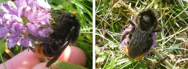 Attēlu rezultāti vaicājumam “Psithyrus sylvestris”