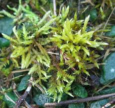 Attēlu rezultāti vaicājumam “Brachythecium”