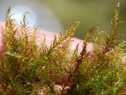 Attēlu rezultāti vaicājumam “Warnstorfia fluitans”