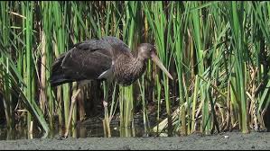 Attēlu rezultāti vaicājumam “Ciconia ciconia juvenile”