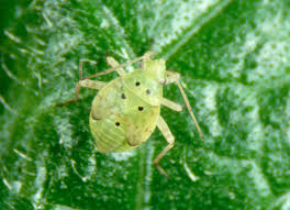 Attēlu rezultāti vaicājumam “Lygus nymph nymph”