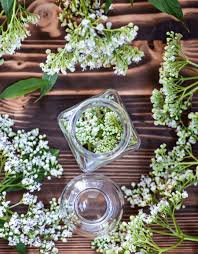 Attēlu rezultāti vaicājumam “Valeriana officinalis flower”