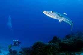 Image result for Dive Barracuda