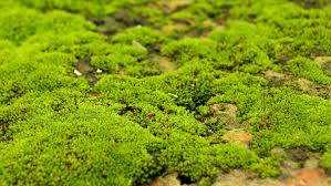 Attēlu rezultāti vaicājumam “moss”