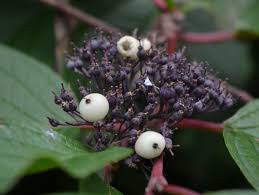 Attēlu rezultāti vaicājumam “Cornus sericea fruit”