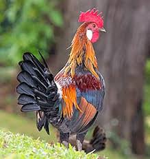 Attēlu rezultāti vaicājumam “Gallus”