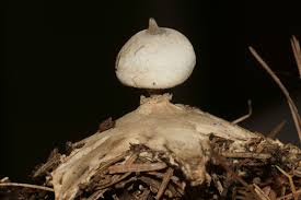 Attēlu rezultāti vaicājumam “Geastrum pectinatum”