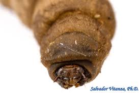 Attēlu rezultāti vaicājumam “Tipulidae larva”