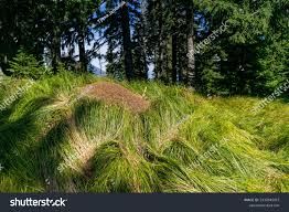 Attēlu rezultāti vaicājumam “Nardus stricta”