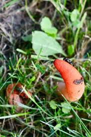 Attēlu rezultāti vaicājumam “Mutinus caninus”