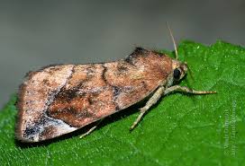 Attēlu rezultāti vaicājumam “Cosmia pyralina”