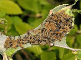 Attēlu rezultāti vaicājumam “Malacosoma neustria”