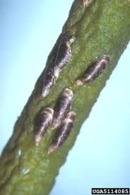 Attēlu rezultāti vaicājumam “Lepidosaphes ulmi imago”