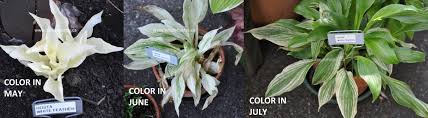 Image result for Hosta White Feather