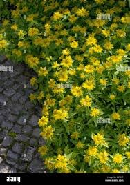 Attēlu rezultāti vaicājumam “Sedum aizoon fruit”