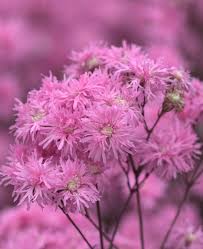 Image result for Lychnis flos-cuculi