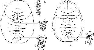 Attēlu rezultāti vaicājumam “Aleurochiton aceris”