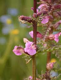 Attēlu rezultāti vaicājumam “Pedicularis palustris leaf”