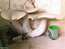 Image result for macrocybe titans
