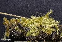 Attēlu rezultāti vaicājumam “Sciuro-hypnum reflexum sporophyte”