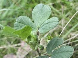 Attēlu rezultāti vaicājumam “Medicago lupulina leaf”