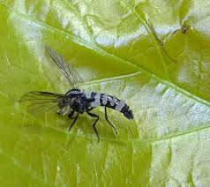 Attēlu rezultāti vaicājumam “Entomophthora”