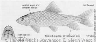 Image result for Moxostoma macrolepidotum