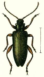 Attēlu rezultāti vaicājumam “Donacia clavipes”