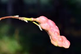 Attēlu rezultāti vaicājumam “Magnolia kobus fruit”