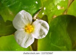 Attēlu rezultāti vaicājumam “Hydrocharis morsus-ranae flower”