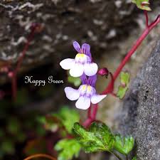 Attēlu rezultāti vaicājumam “Cymbalaria muralis flower”