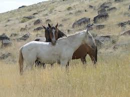Image result for Braveheart Fencing