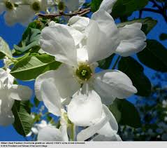 Attēlu rezultāti vaicājumam “Exochorda giraldii var. wilsonii”