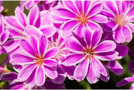 Image result for Bitterwurz