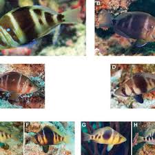 Image result for Calamus nodosus