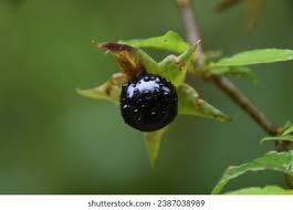 Attēlu rezultāti vaicājumam “Hyoscyamus niger fruit”