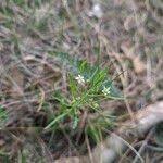 Attēlu rezultāti vaicājumam “Thesium ebracteatum”