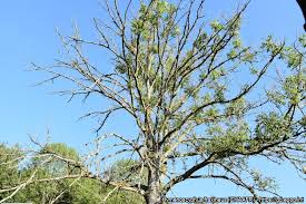 Attēlu rezultāti vaicājumam “Hymenoscyphus fraxineus”