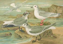 Image result for Rhodostethia rosea