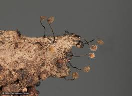 Attēlu rezultāti vaicājumam “Cribraria rubiginosa spores”