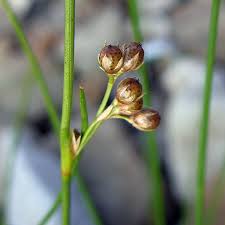 Attēlu rezultāti vaicājumam “Juncus alpinoarticulatus fruit”