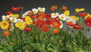 Image result for Papaver nudicaule
