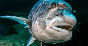 Image result for Cymatoceps nasutus