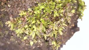 Attēlu rezultāti vaicājumam “Gymnocolea inflata”