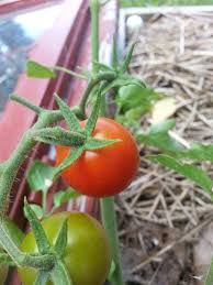 Afbeeldingsresultaat voor oranje van goeienbier tomato