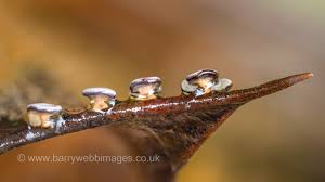 Attēlu rezultāti vaicājumam “Didymium serpula young”