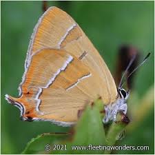 Attēlu rezultāti vaicājumam “Thecla betulae female”